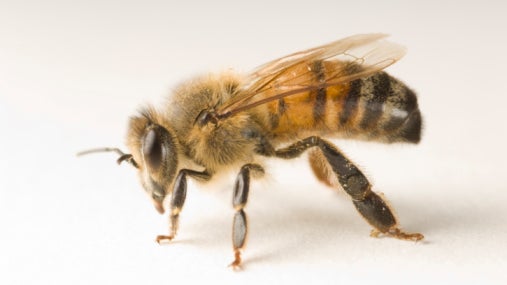 honeybeeimage.jpg 