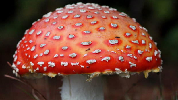 amanita muscaria mushroom 