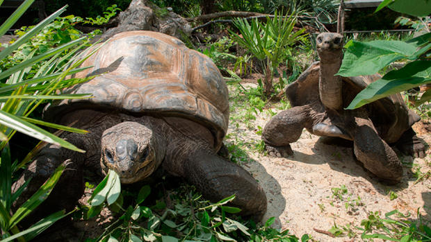 Giant Aldabra Tortoises 