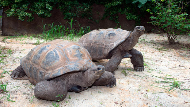 Giant Aldabra Tortoises 
