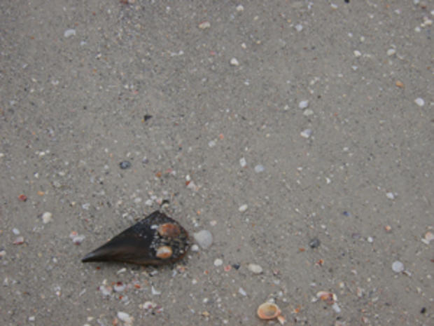 Seashell (Credit, Heather Leigh Carroll) 