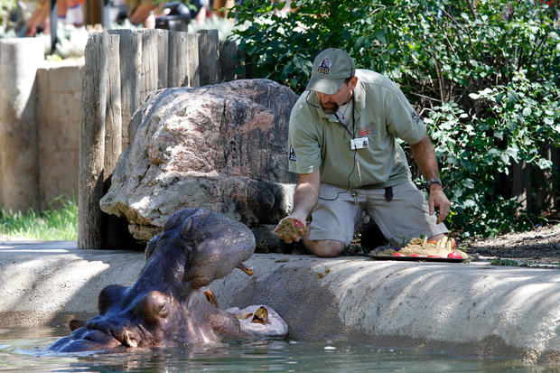 Bert, The Denver Zoo's Hippo, Turns 58 