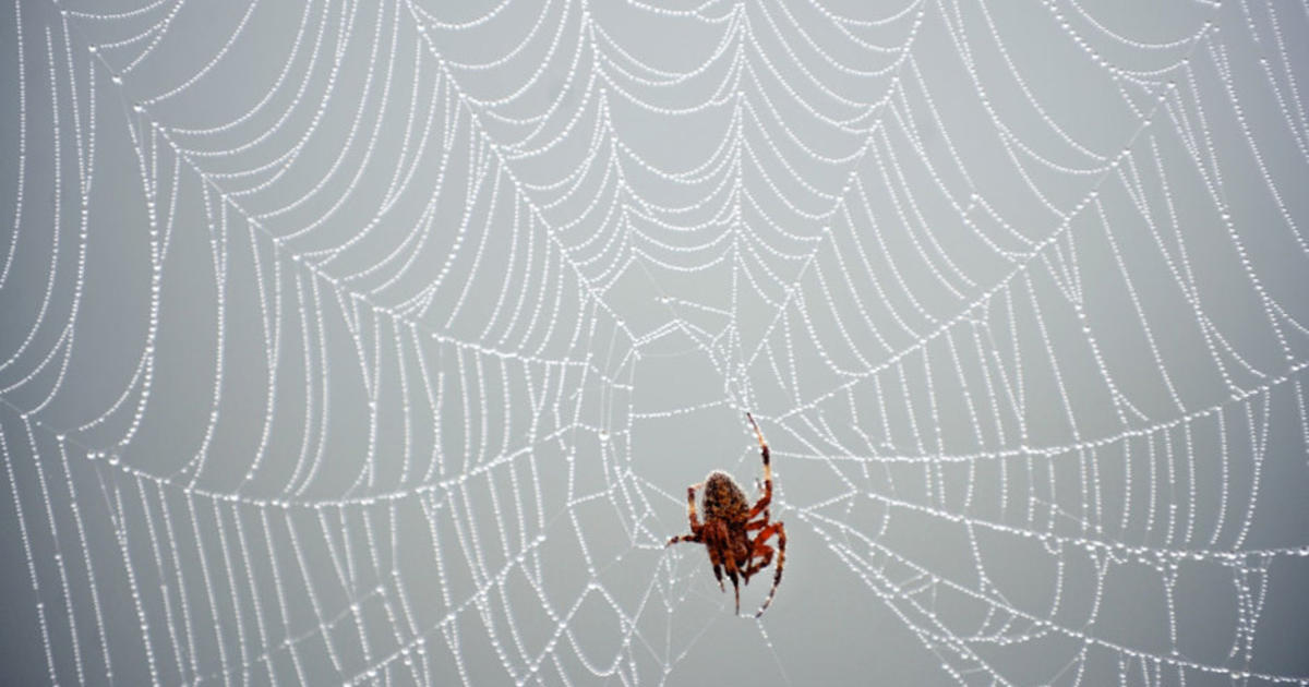 City Spiders Bigger More Fertile Than Those That Live In The Country Cbs News