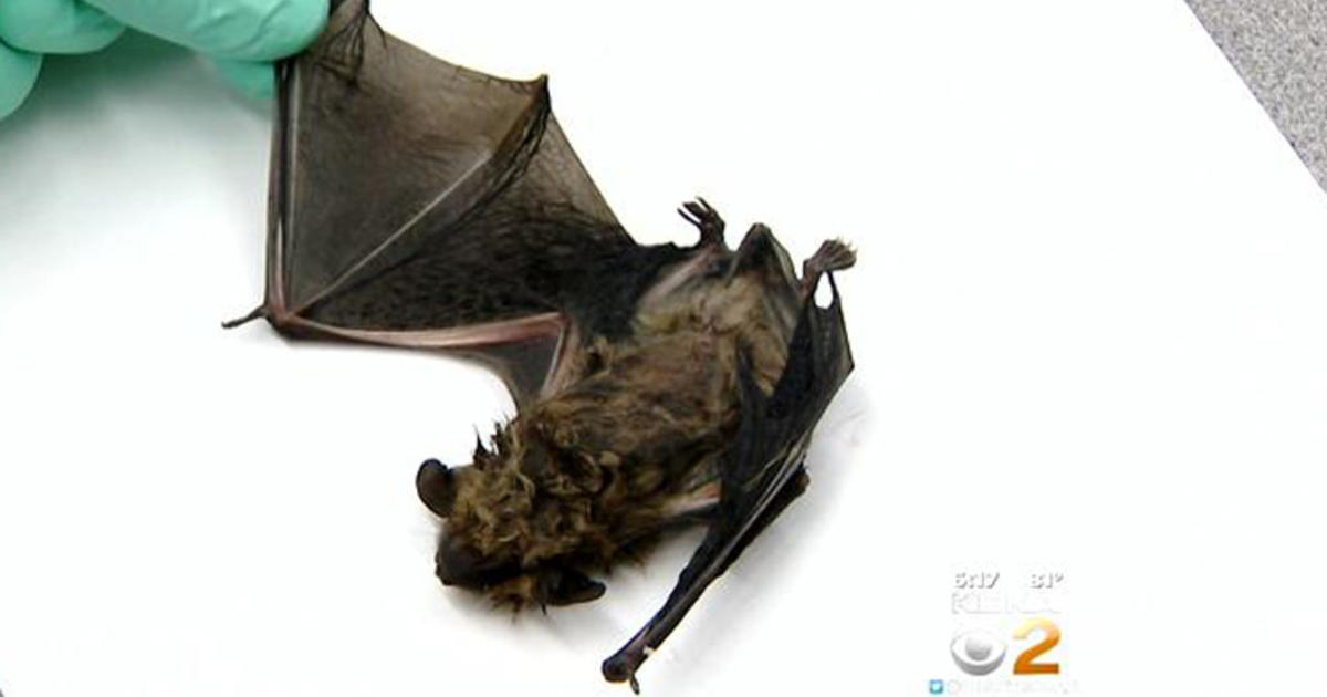Second bat with rabies found in Orange County