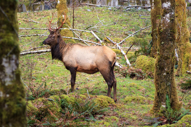 Buck Elk 