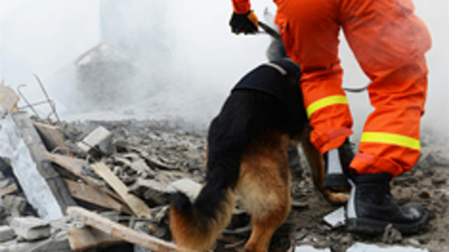 rescue-search-dog-v235x176.jpg 