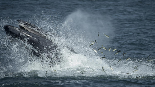 Humpback Whale Feeding Near NYC 