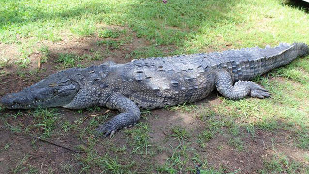 Crocodile Killed / Poncho  