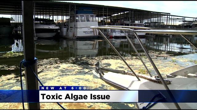 toxic-algae.jpg 