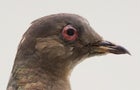 martha-last-passenger-pigeon-ectopistes-migratorius.jpg 