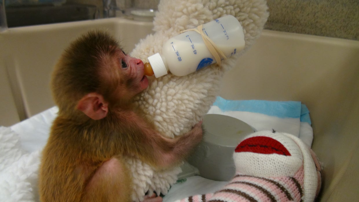 Questions raised about mental health studies on baby monkeys at NIH ...