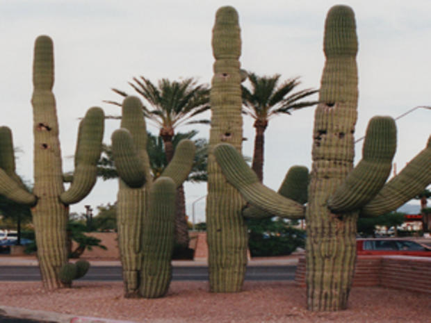 Saguaro Cactus Tucson (Credit, Randy Yagi) 