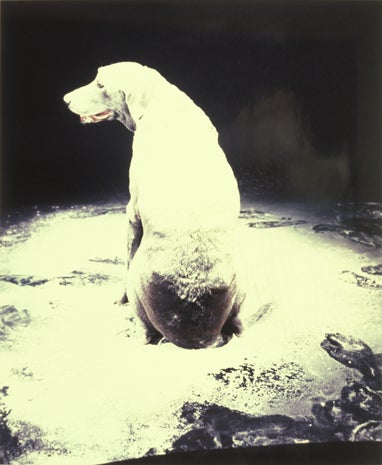 blanton-antarctica-william-wegman.jpg 
