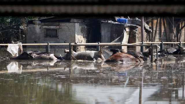 Dead cows are seen in a flooded area in Srinagar 