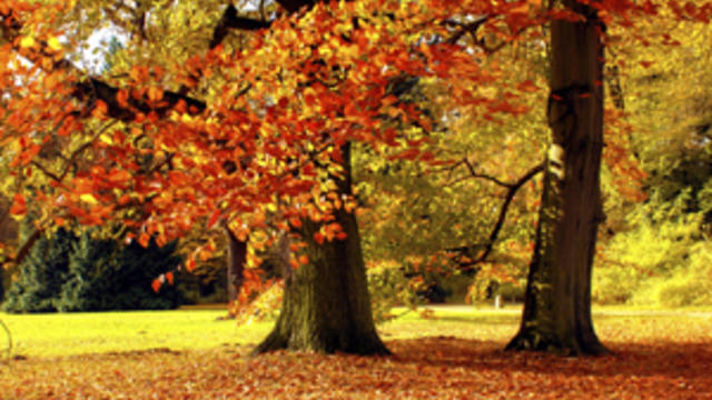 fall-foliage.jpg 