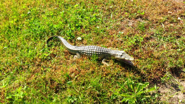 stearns-county-alligator-scare.jpg 