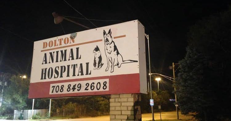 Dead dogs discovered at Chicagoarea animal hospital CBS News