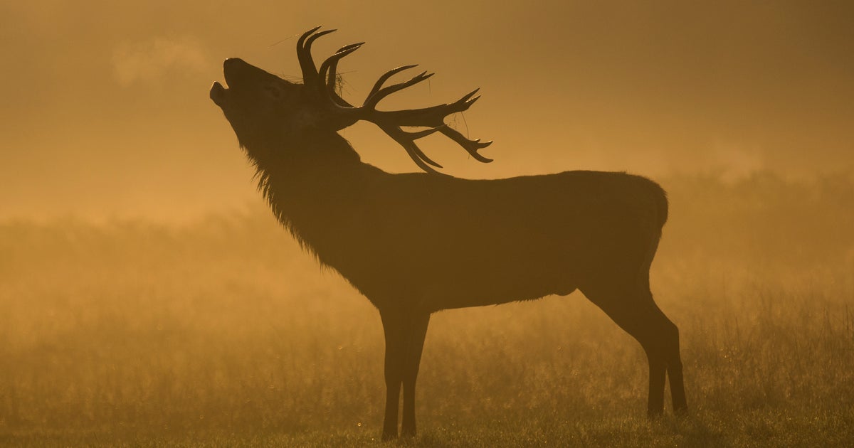 Chippewa tribes cleared for nighttime deer hunt in northern Wisconsin ...