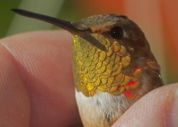 hummingbird 2 