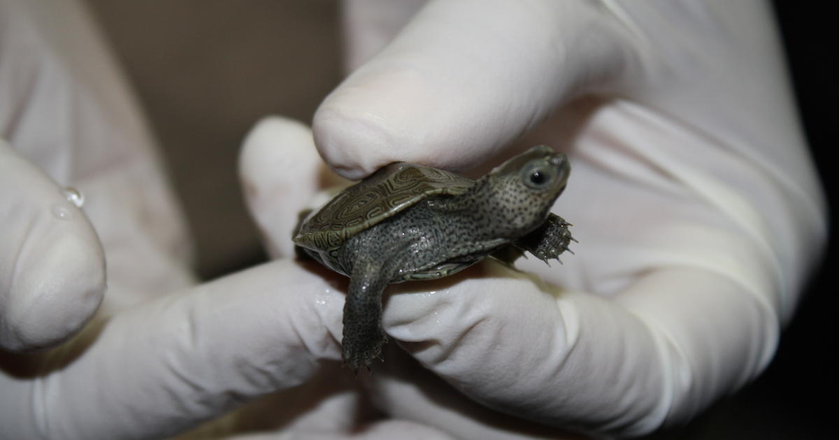 Turtle smuggler sentenced in Michigan; was caught with 51 reptiles ...