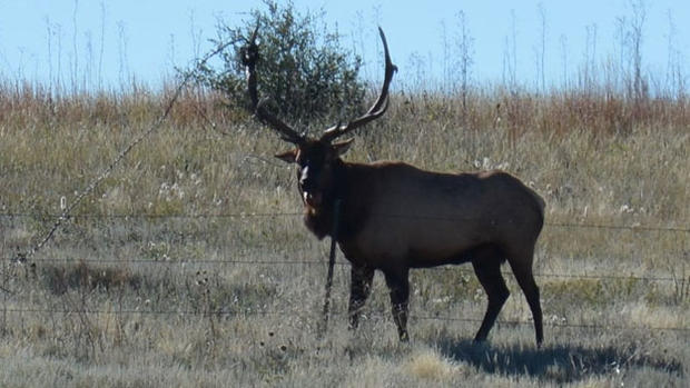 Elk 2 (Amy Talley) 