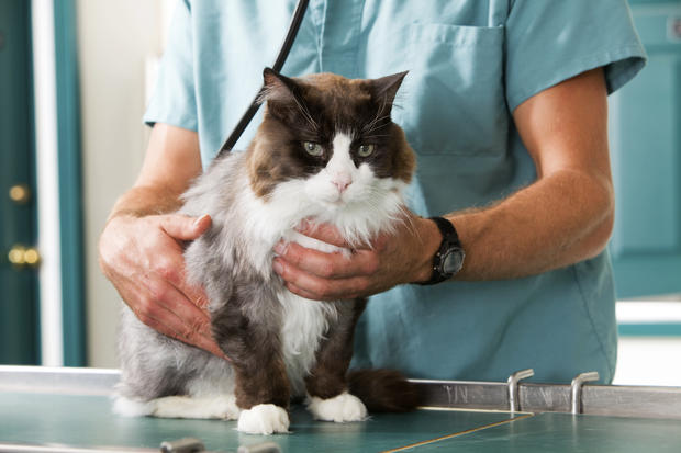 Cat Check-Up vet clinic pet animal veterinary 