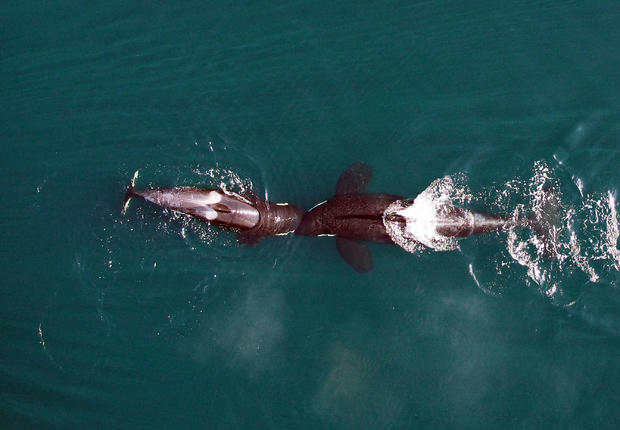Killer Whales From Above 4 