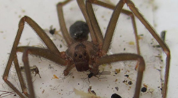 Thousands of venomous spiders force family from upscale Missouri home
