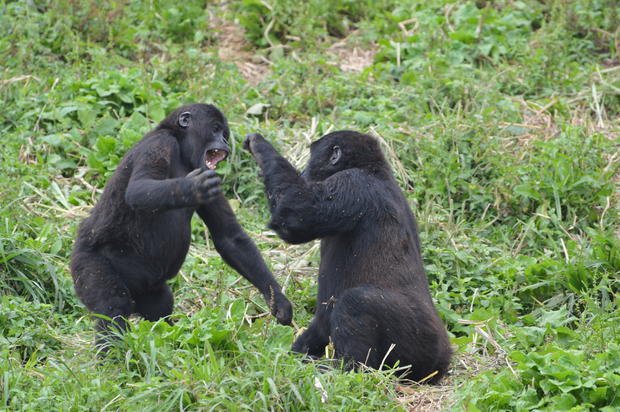 Grauer's gorillas 