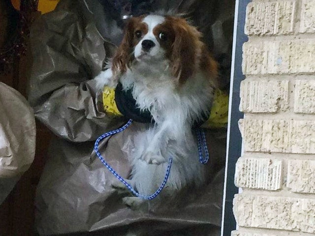bentley ebola dog 