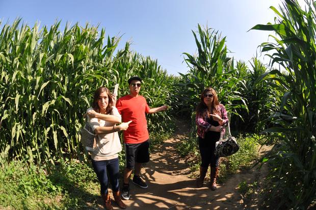 Forneris Farms corn maze 