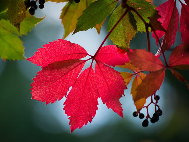 fall-foliage-456441356.jpg 