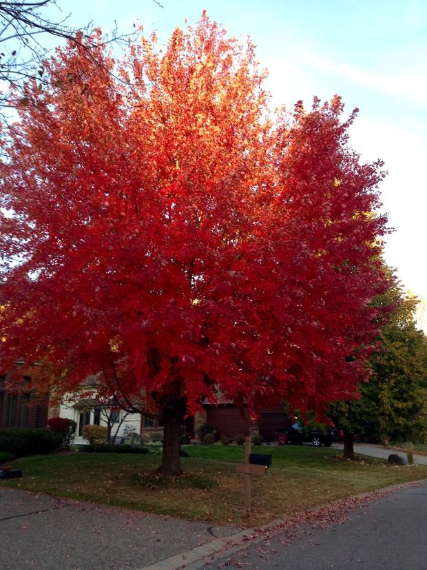 fall-colors-lynn-eckstrom-plymouth.jpg 