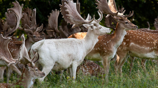 albino-deer.jpg 