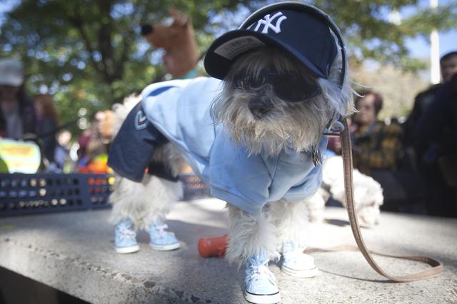 Blue Football Player Dog Costume