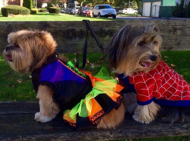 dallas-and-amber-from-southampton-say-happy-halloween-photo-from-liz-culver.jpg 