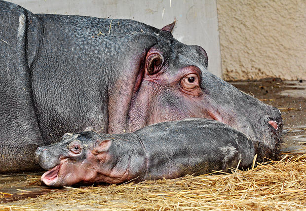 LA Zoo Mom &amp; Baby Hippo by Tad Motoyama 