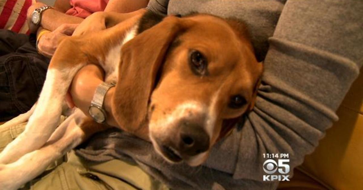 Beagles Used In Alzheimer's Study, But For Dogs With The Disease, Not Humans