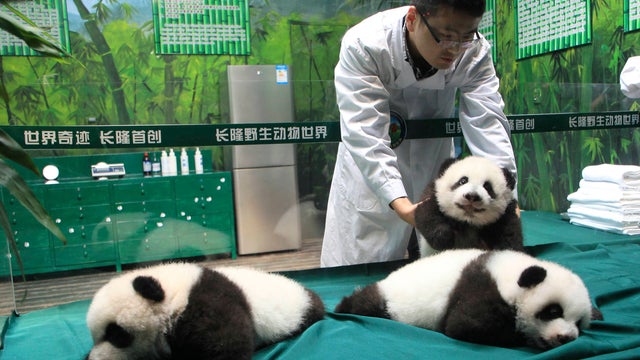 2014-11-05t081823z358276545gm1eab5197o01rtrmadp3china-animals.jpg 