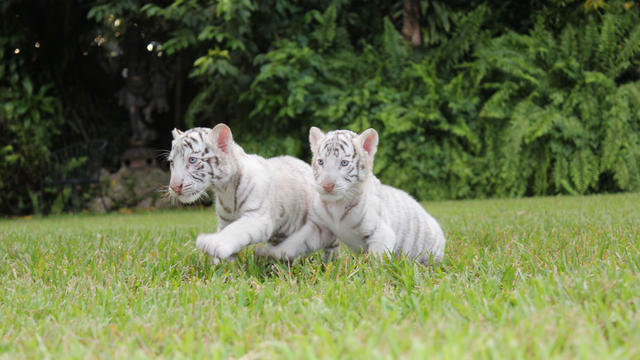 baby-white-tigers-2-credit-jungle-island.jpg 
