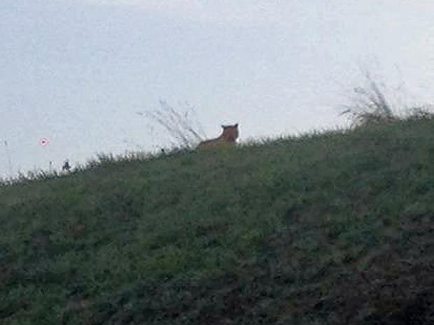 Suspected tiger on the loose in Montevrain, Paris 
