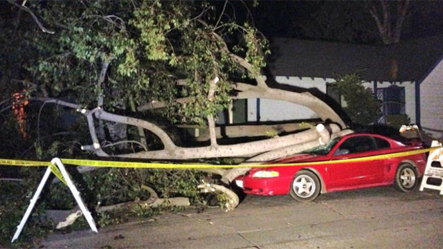 tree-crushed-car-in-canoga-park.jpg 