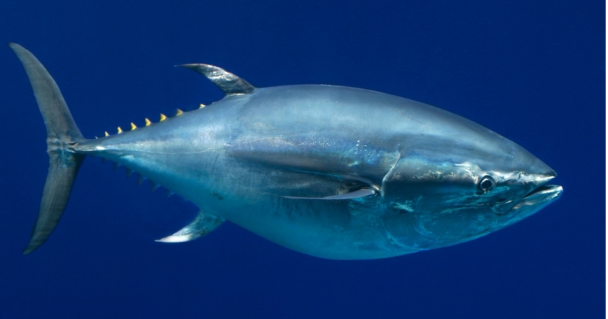 Sushi eaters pushing Pacific bluefin tuna to brink of extinction - CBS News