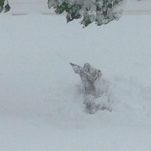 deer-stuck-in-snow-lancaster-ny-credit-nicole-schuman.jpg 