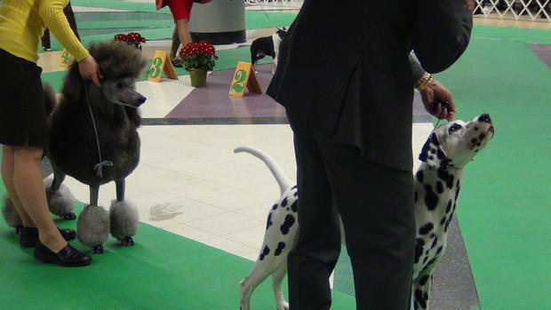 Poodle and Dalmation At Mpls. Kennel Club Dog Show 