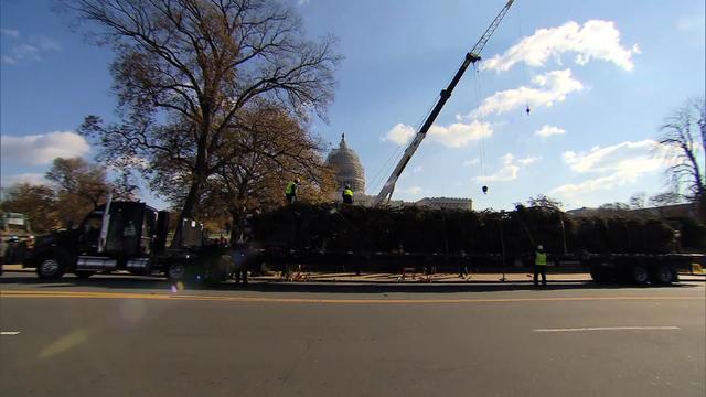 christmas-tree-arrives-at-a-capitol.jpg 