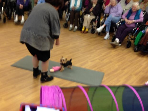 The World's Smallest Therapy Dog Visits Nursing Home In Bucks County 
