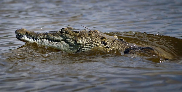 crocodile147372440.jpg 