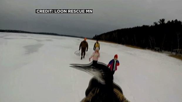 Loon Rescue 
