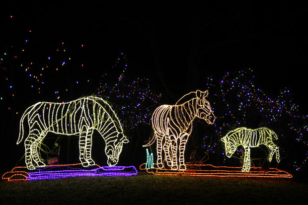 Denver Zoo's annual lights festival features more than two million lights and 150 sculptures. 